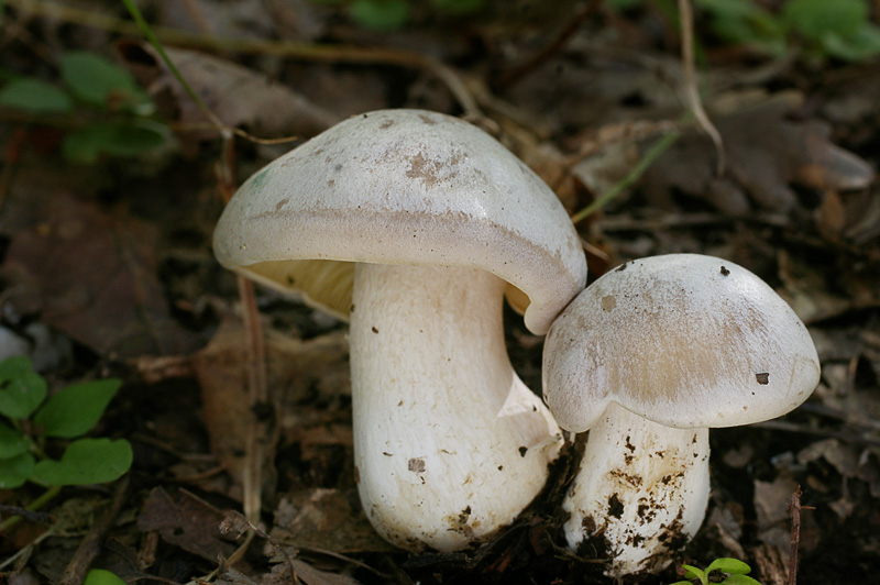 Entoloma sinuatum